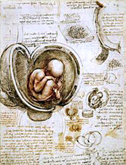 Leonardo Womb.jpg
