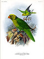 Green.parrot.sm.jpg