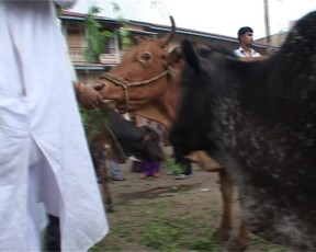 Cow fed 22.jpg