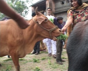 Cow fed 10.jpg